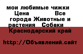 мои любимые чижки › Цена ­ 15 000 - Все города Животные и растения » Собаки   . Краснодарский край